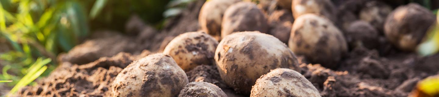 Pest and disease free potatoes  