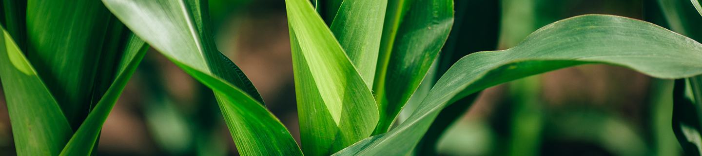 Healthy row crop protected by FMC crop protection products