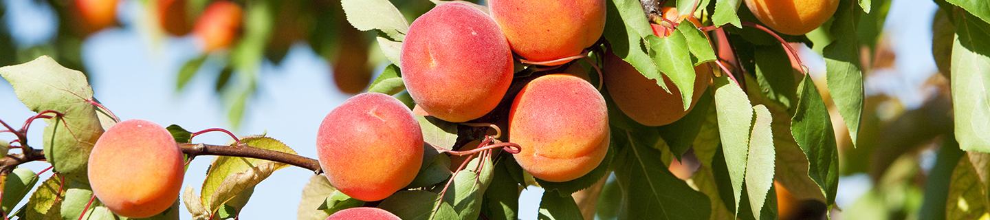 Healthy stone fruit free of pest damage and disease