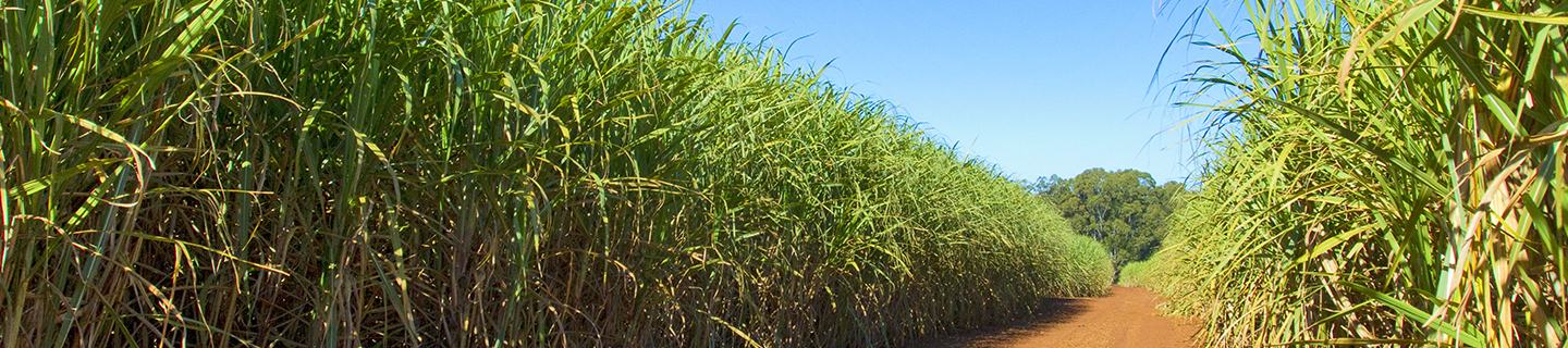 Sugarcane crop protected with crop protection products insecticides herbicides