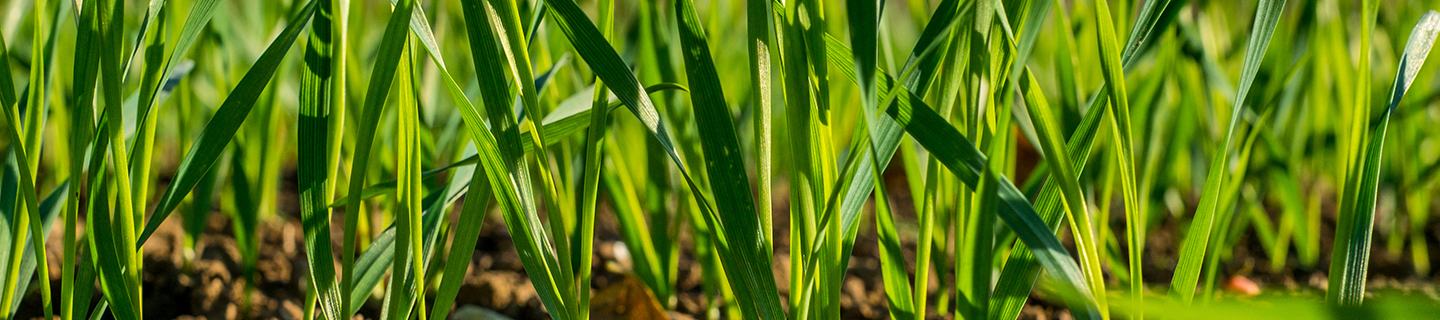 Clean weed free fields 