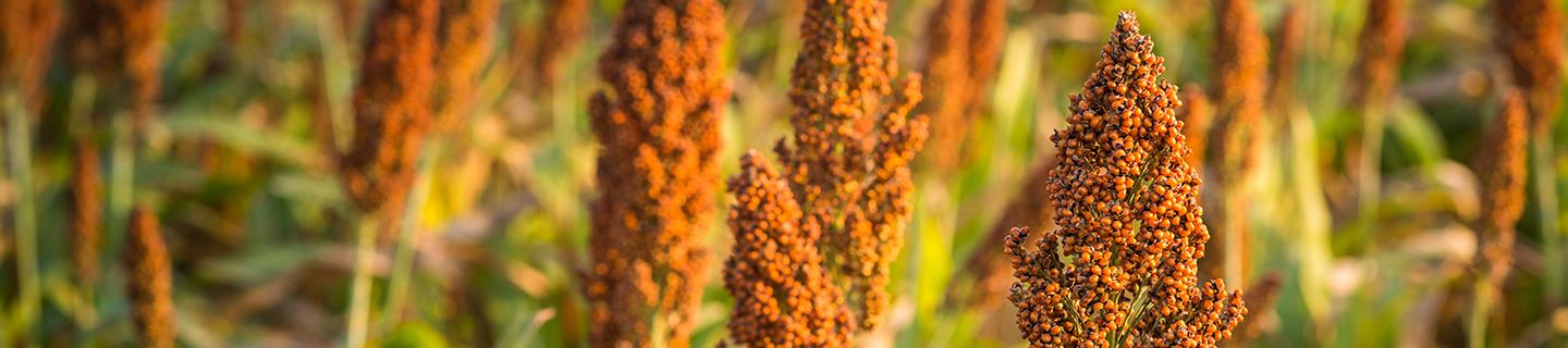 Healthy Sorghum Protected by FMC Product Range