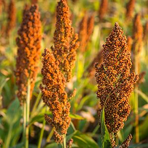 Sorghum
