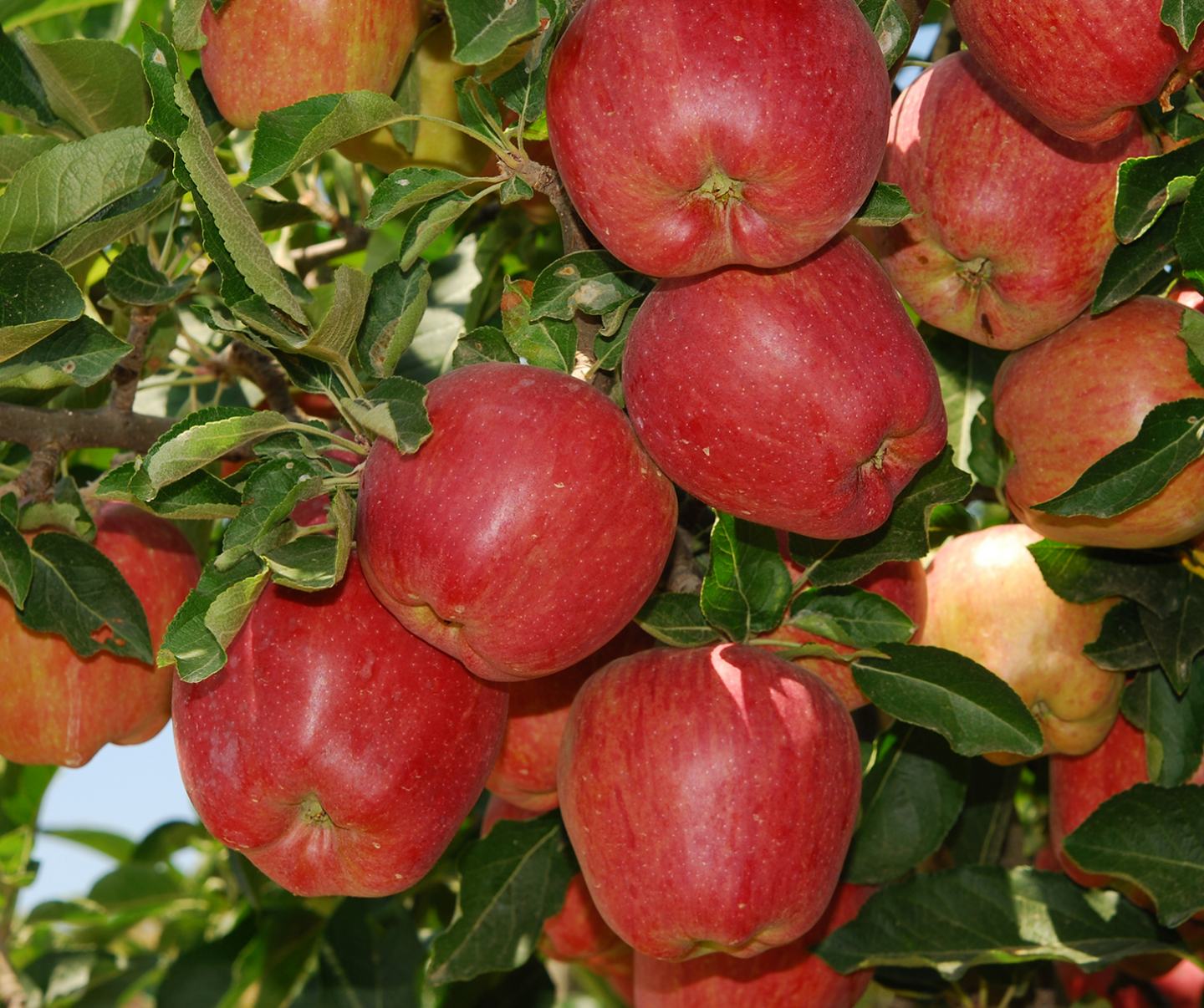 Red apples on the tree