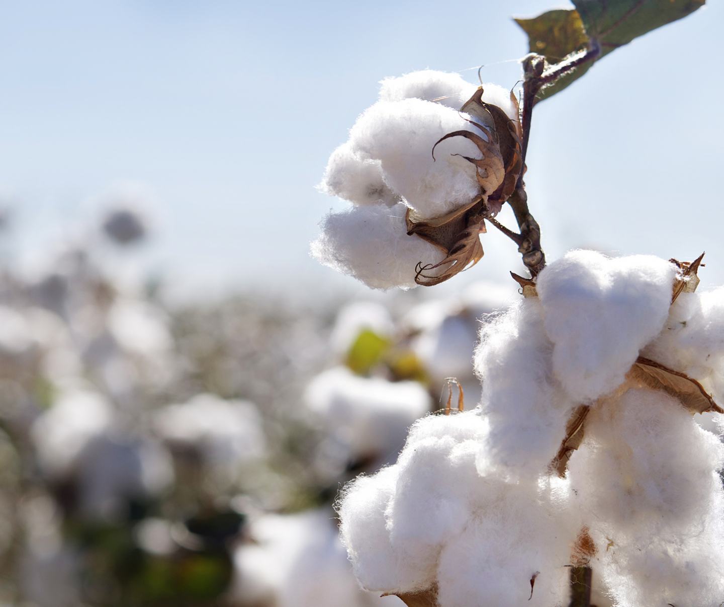 Organic cotton