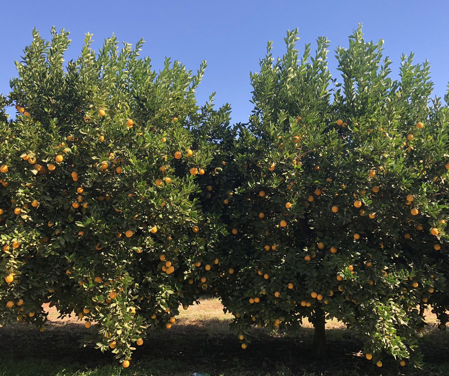 Orange trees in field