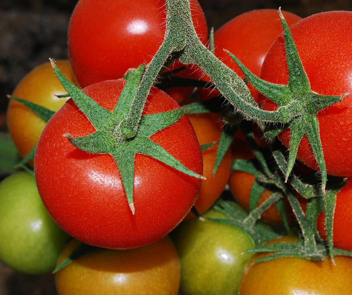 Tomatoes on a vine