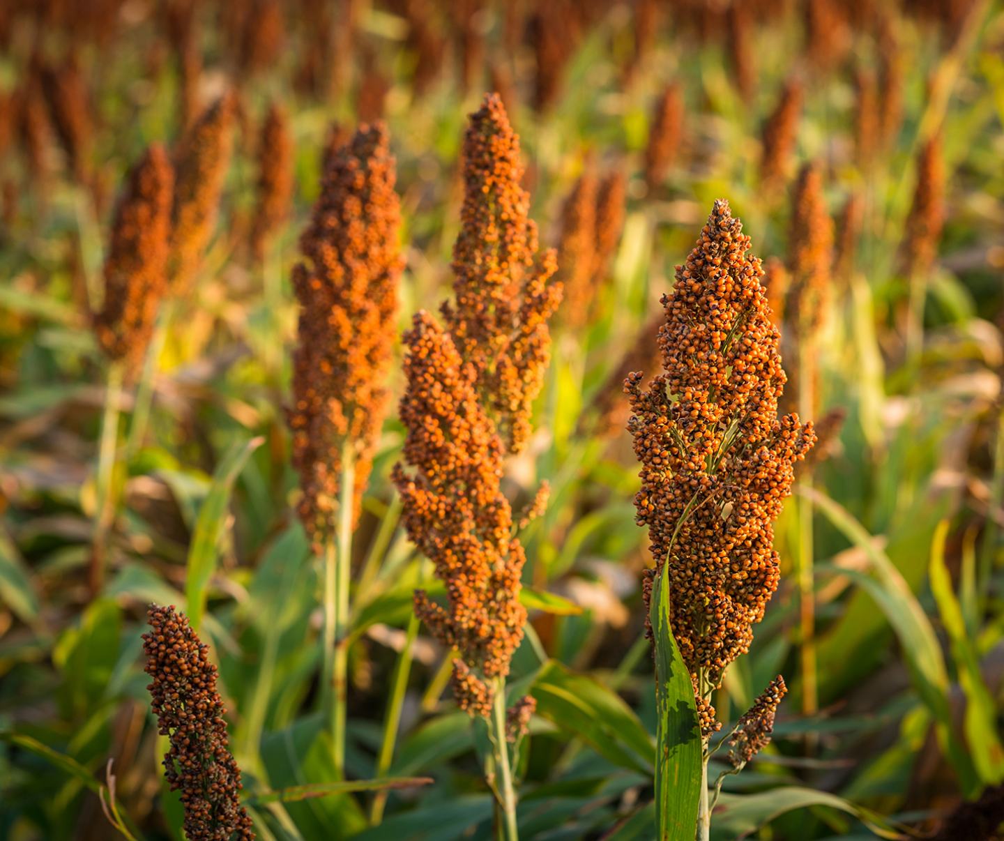 Close-up of grains in field