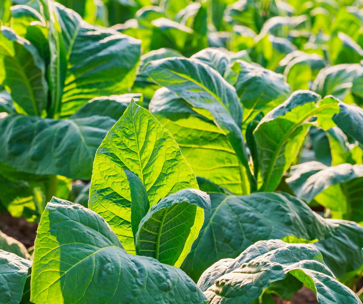 Leafy greens in field