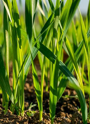Clean weed free fields
