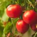 fresh tomatoes on the vine
