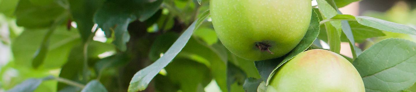 Pest and disease free pome fruit
